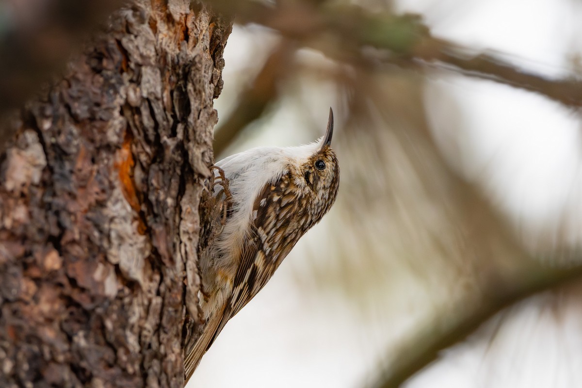 Brown Creeper - ML632930536