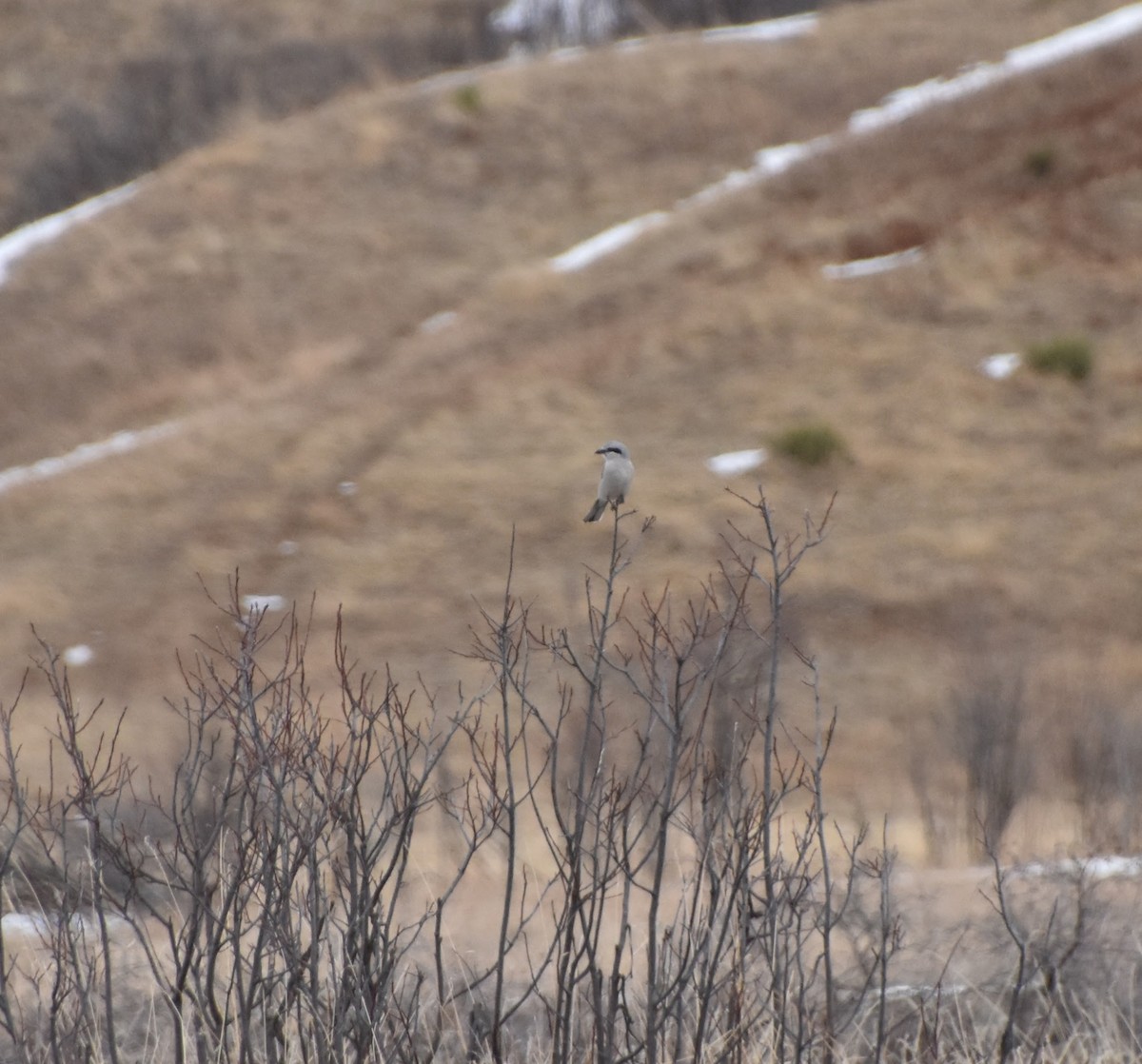 Boreal Örümcekkuşu - ML632930898
