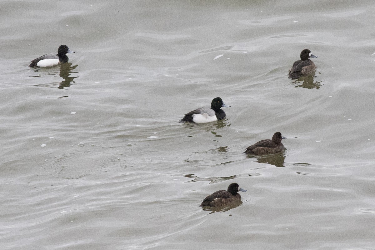 Greater Scaup - ML632930933