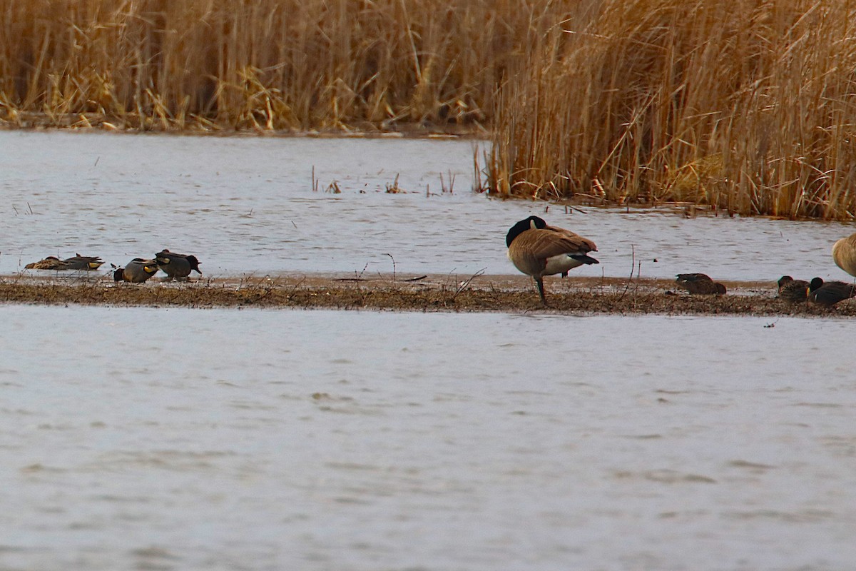 Green-winged Teal - ML632931036