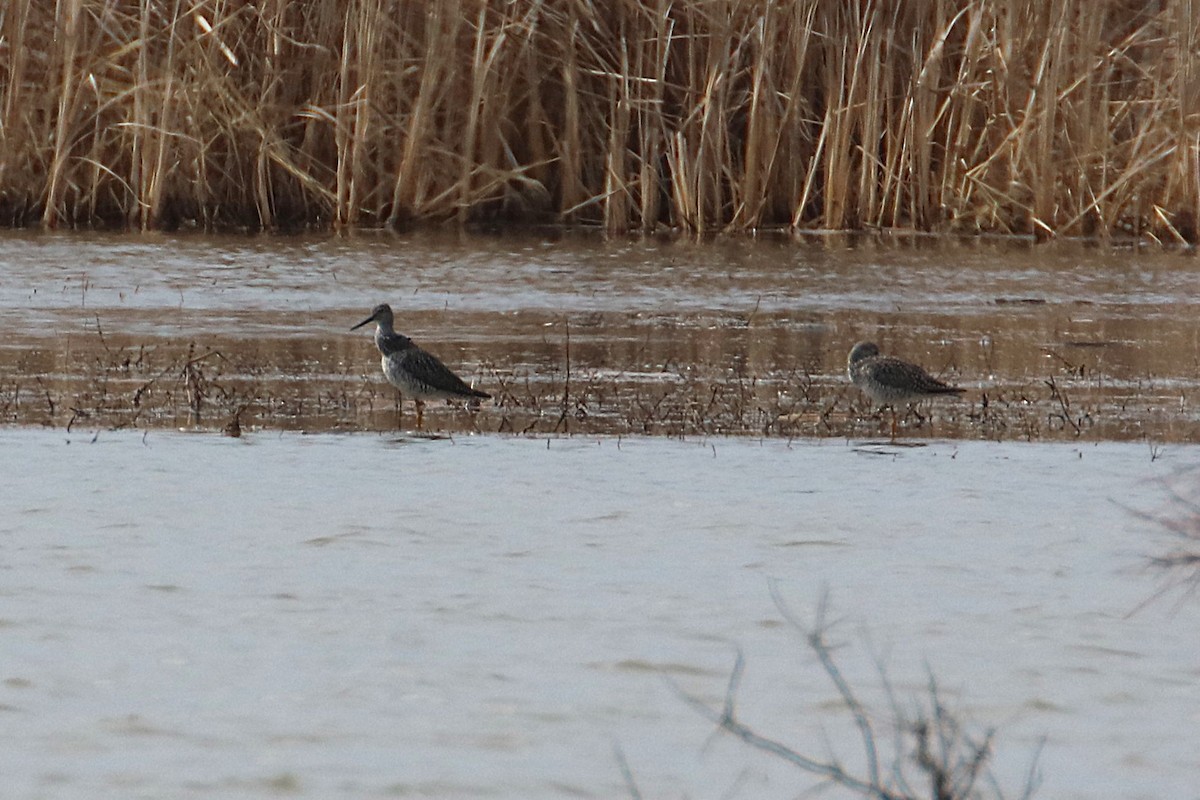 Greater Yellowlegs - ML632931162