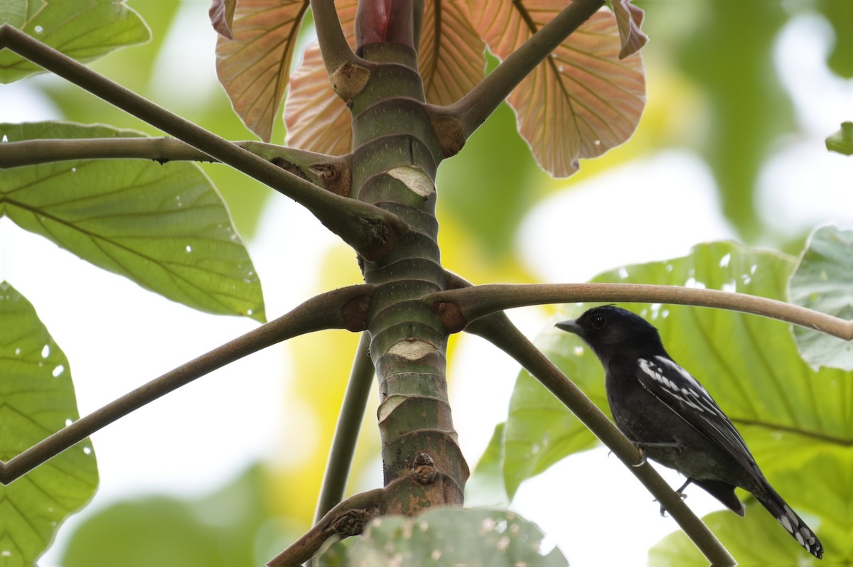 White-winged Becard - ML632931409