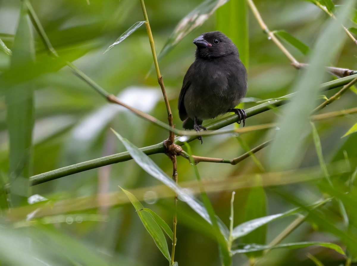 Sooty Grassquit - ML632931423