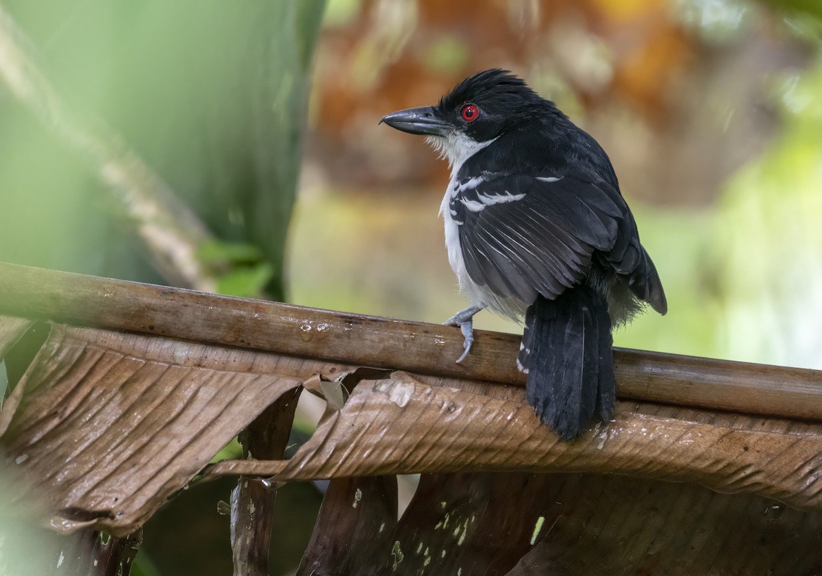 Great Antshrike - ML632931450