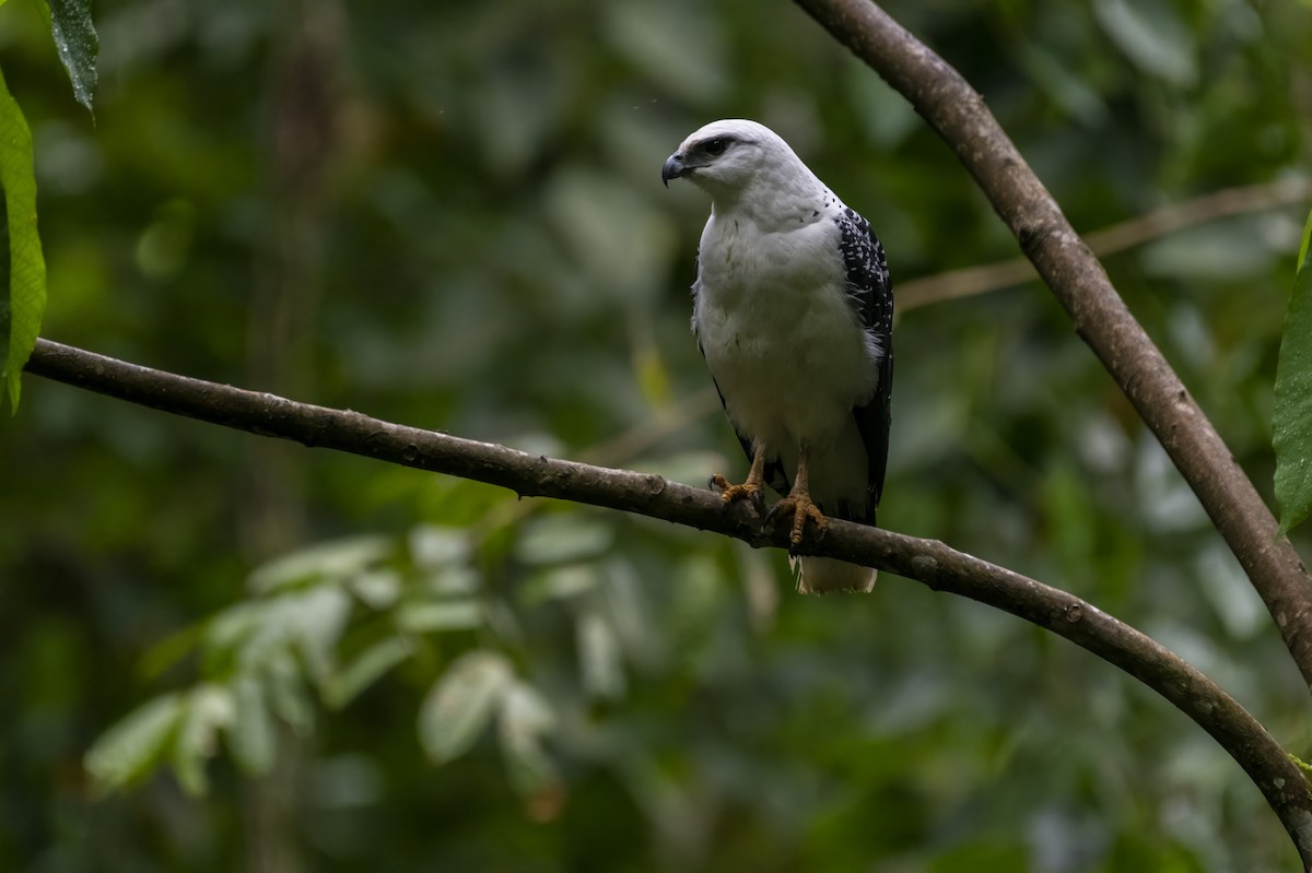 White Hawk - ML632931496