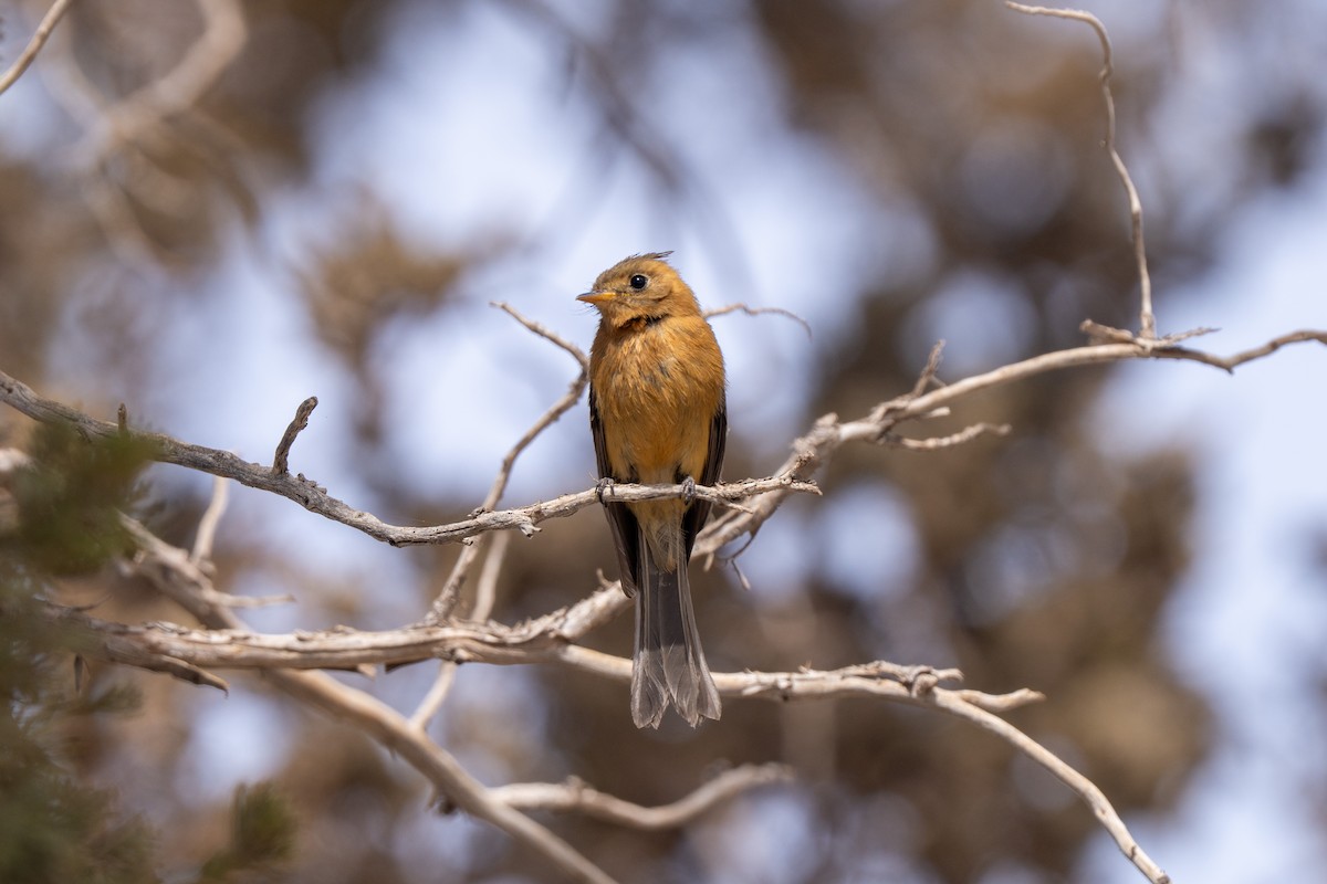 Tufted Flycatcher - ML632931579