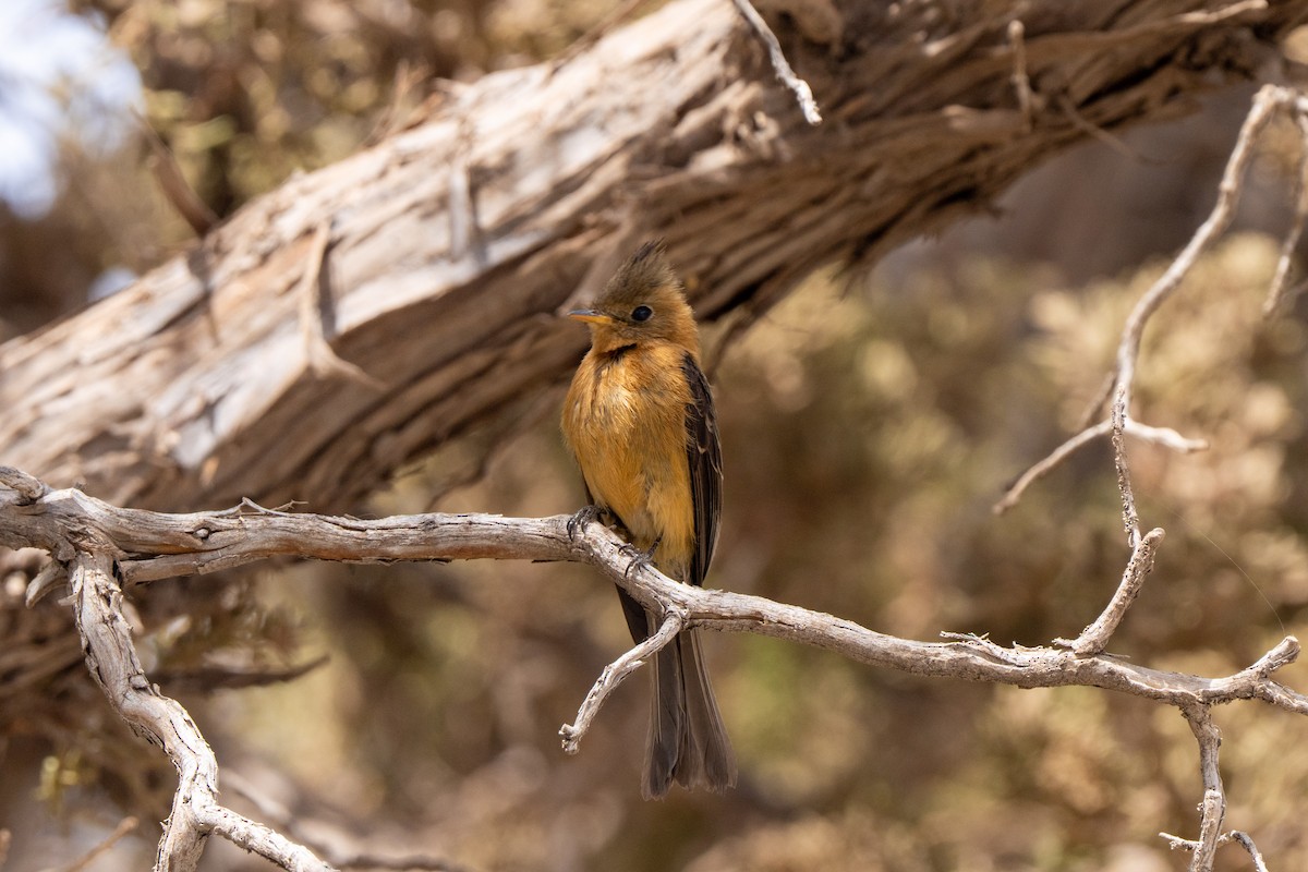 Tufted Flycatcher - ML632931580