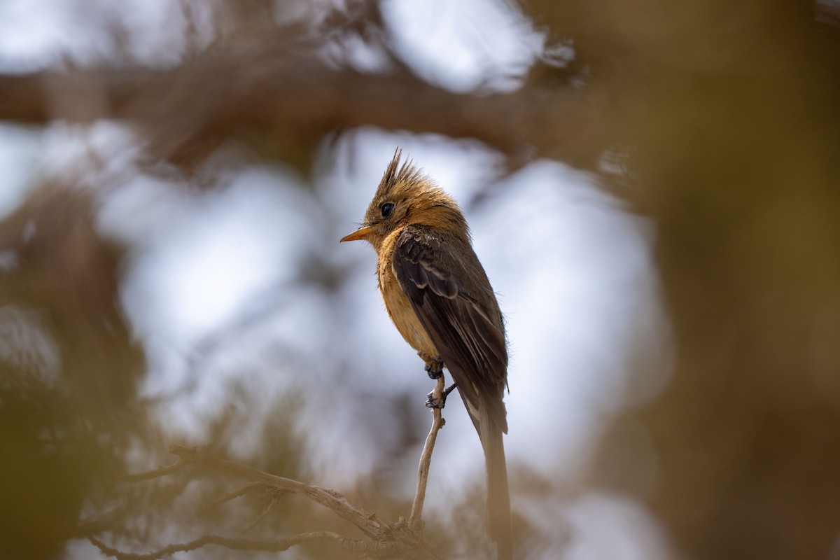 Tufted Flycatcher - ML632931581