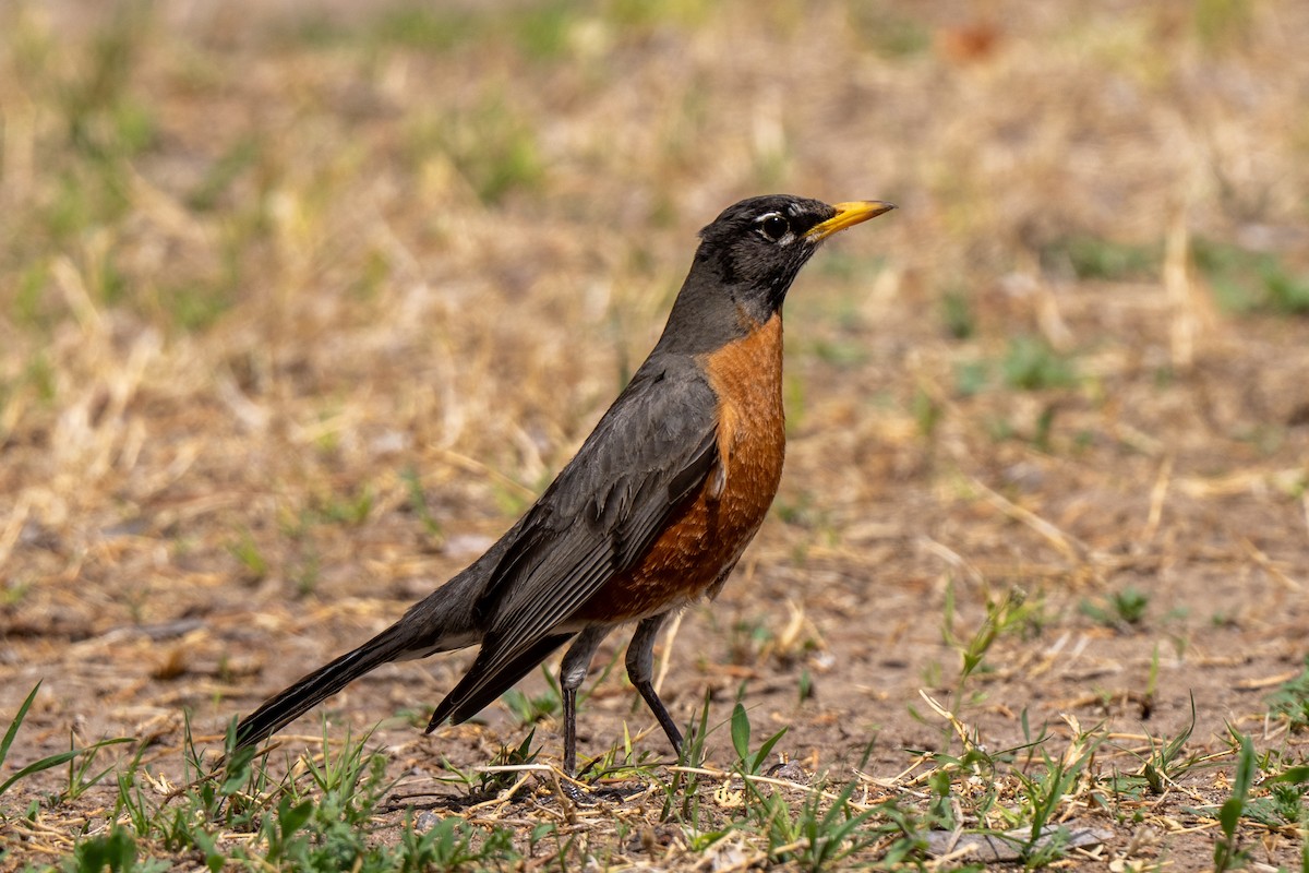 American Robin - ML632931596