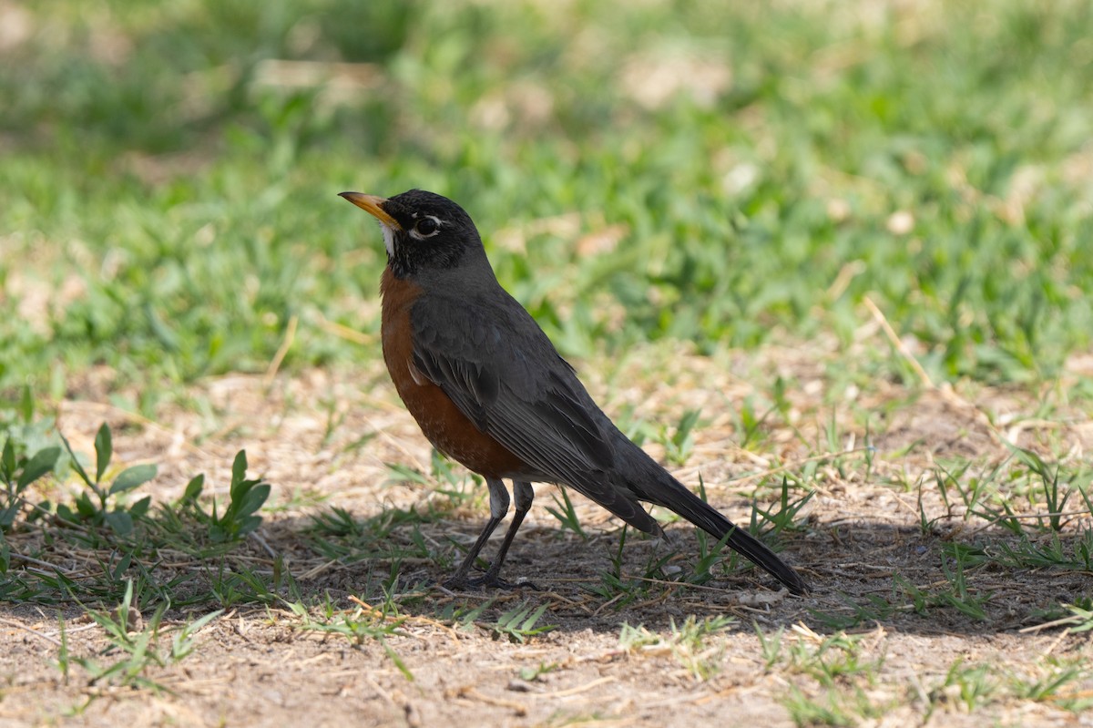 American Robin - ML632931597