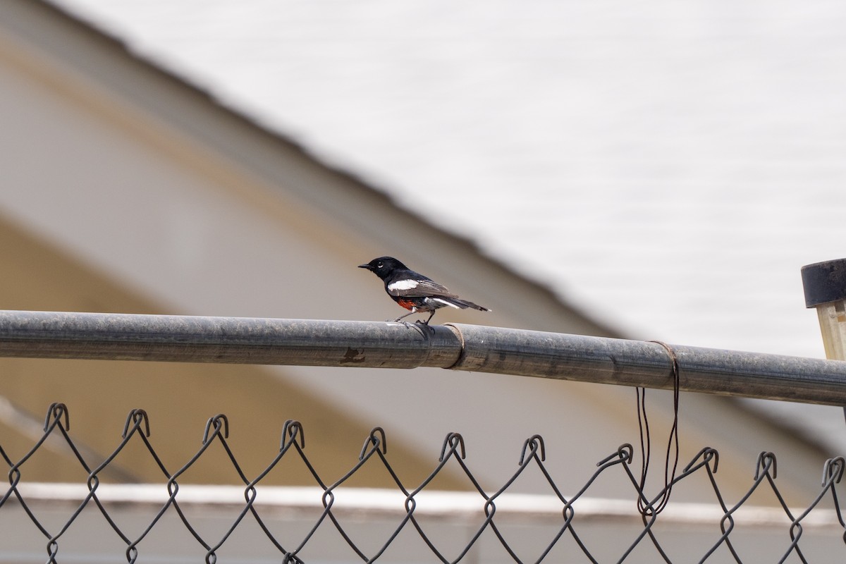 Painted Redstart - ML632931611