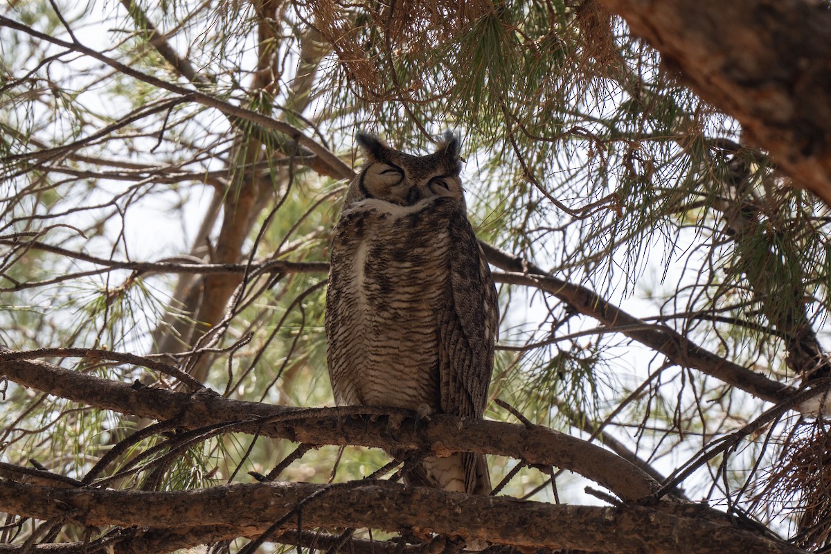 Great Horned Owl - ML632931640