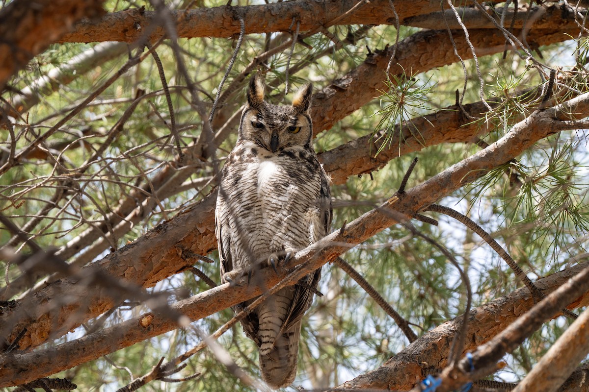 Great Horned Owl - ML632931641
