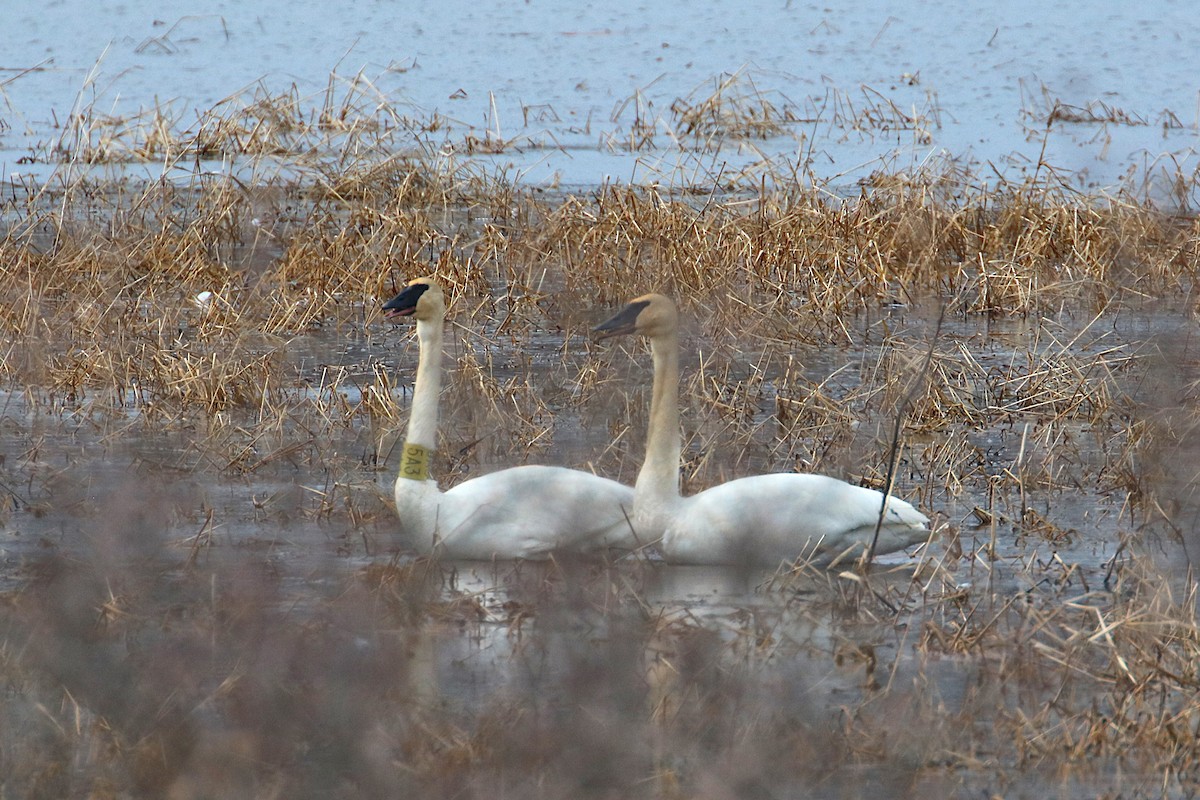 Trumpeter Swan - ML632931691