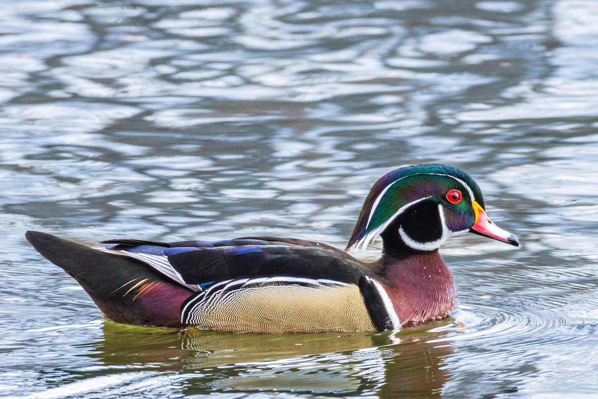 Wood Duck - Isabel Vander Stoep