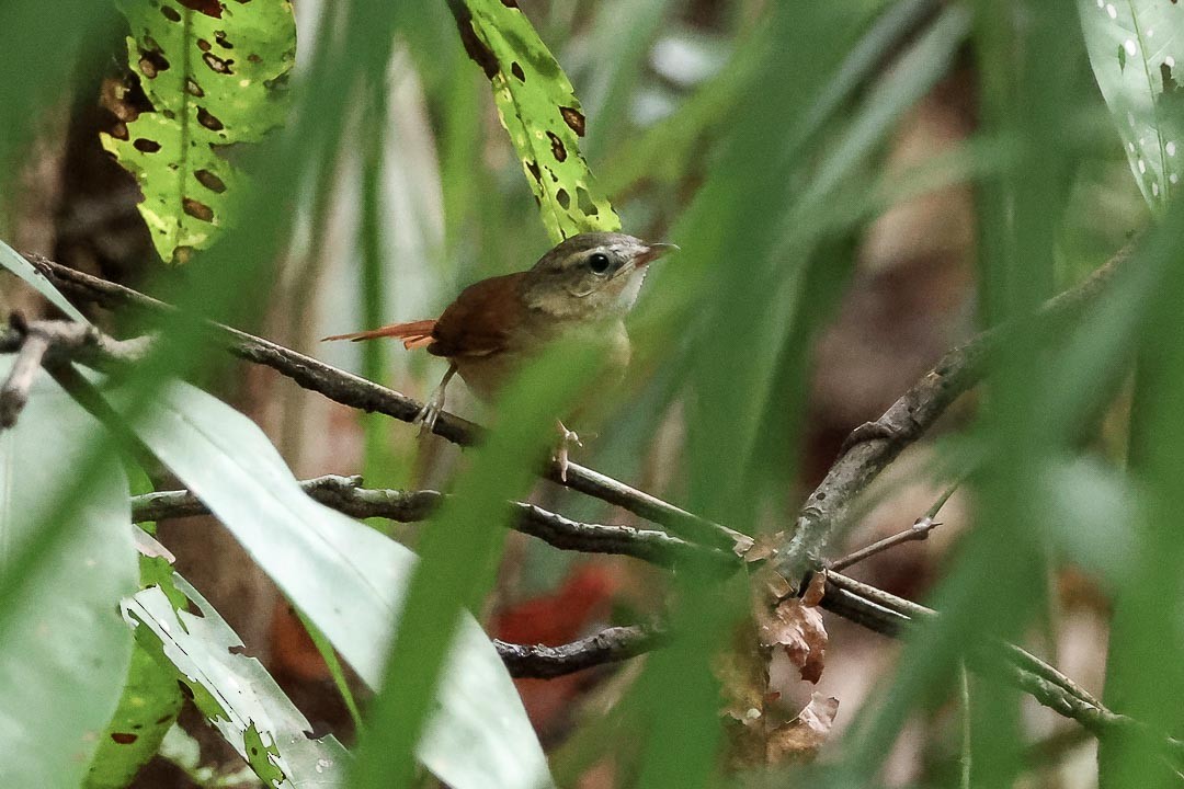 Ochre-cheeked Spinetail - ML632932263