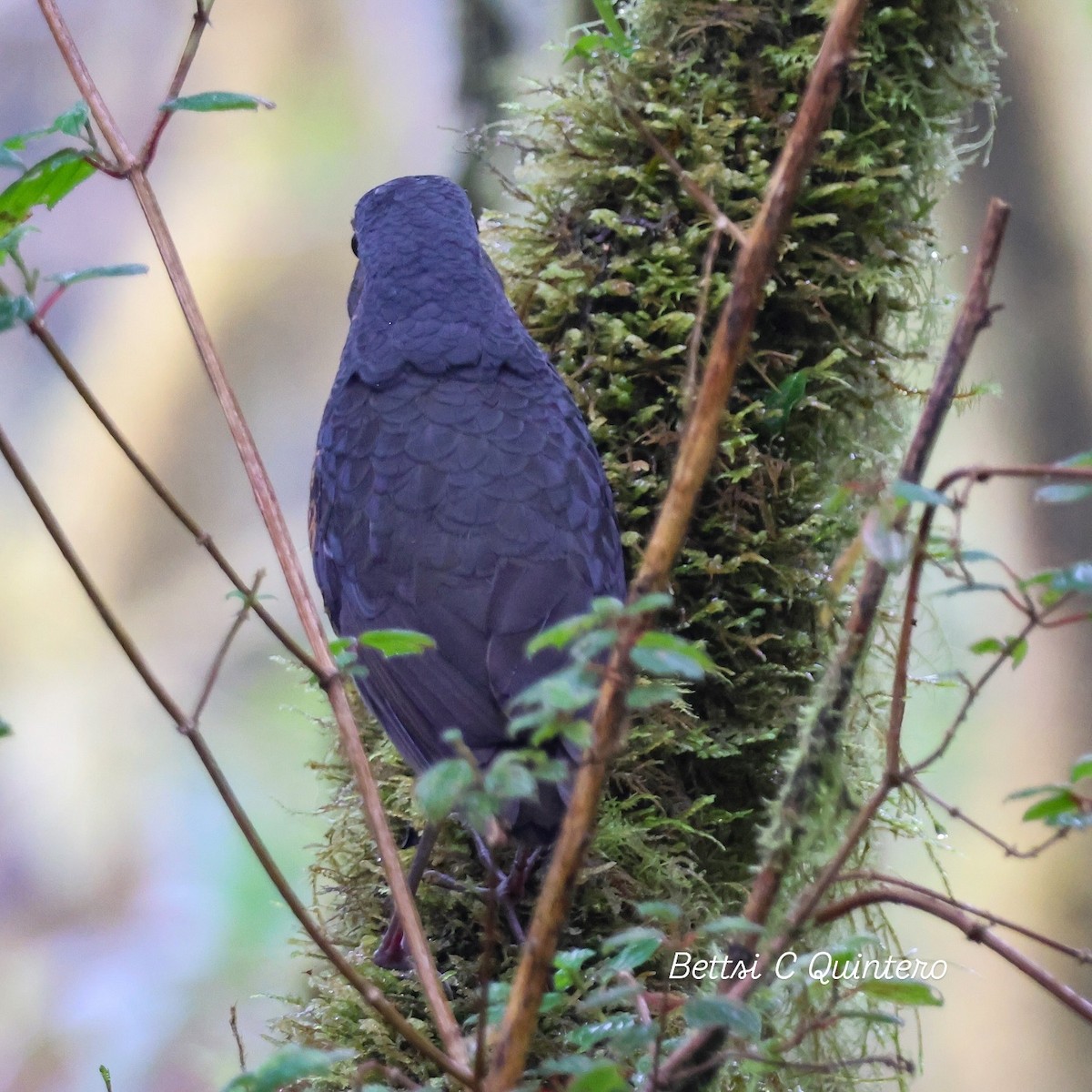 Undulated Antpitta - ML632932290