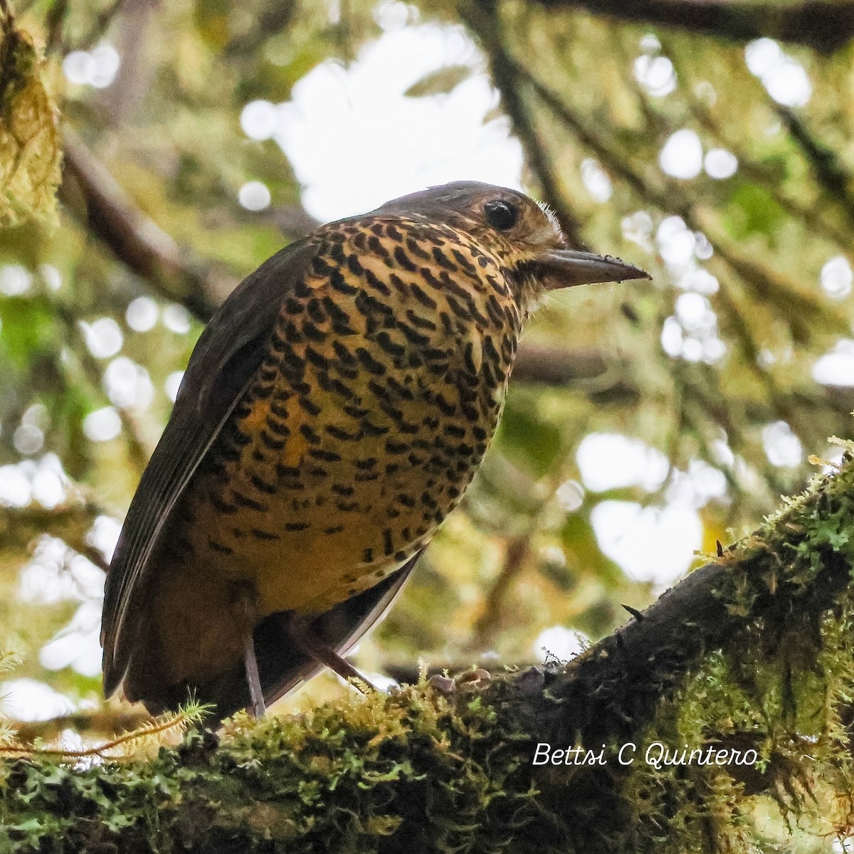 Undulated Antpitta - ML632932291