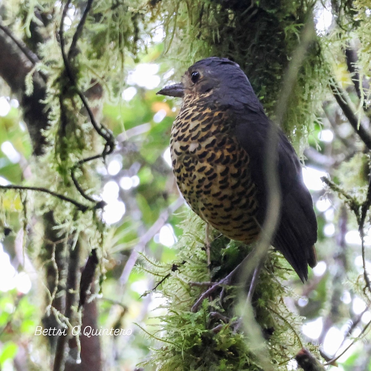 Undulated Antpitta - ML632932292