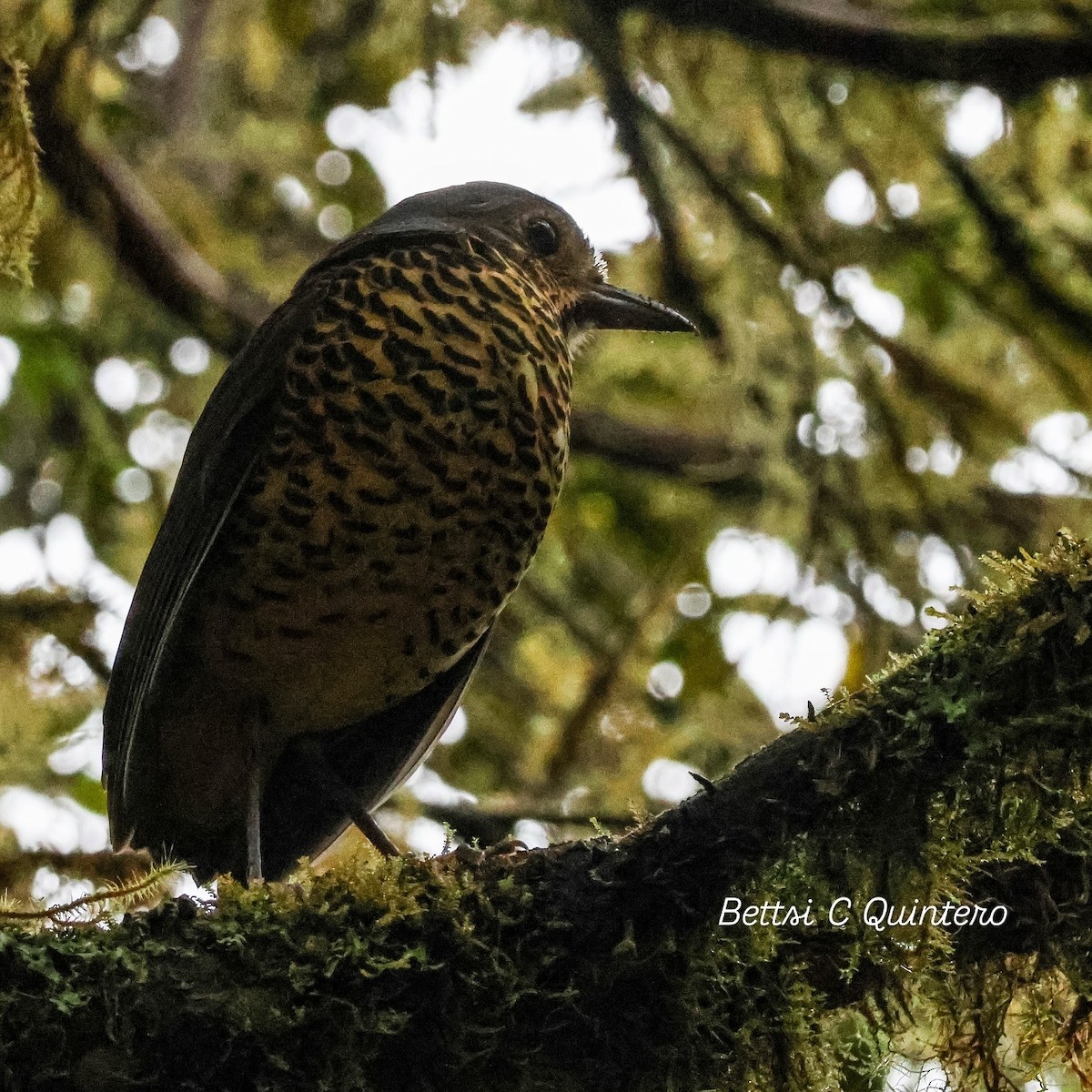 Undulated Antpitta - ML632932293