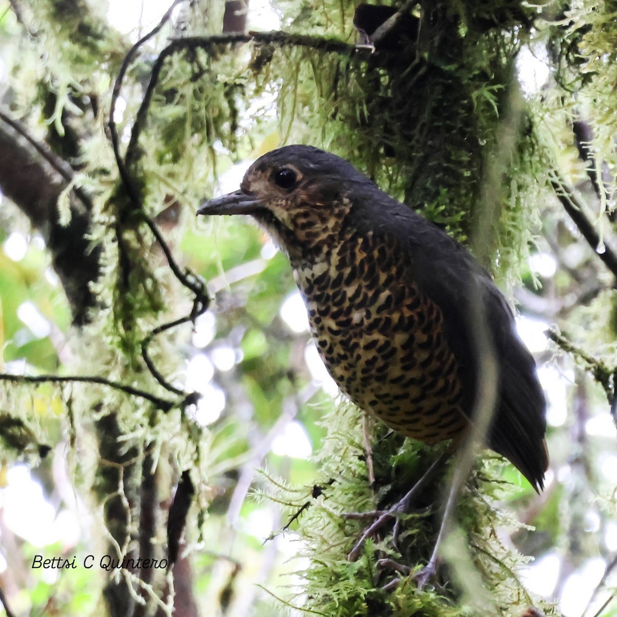 Undulated Antpitta - ML632932294