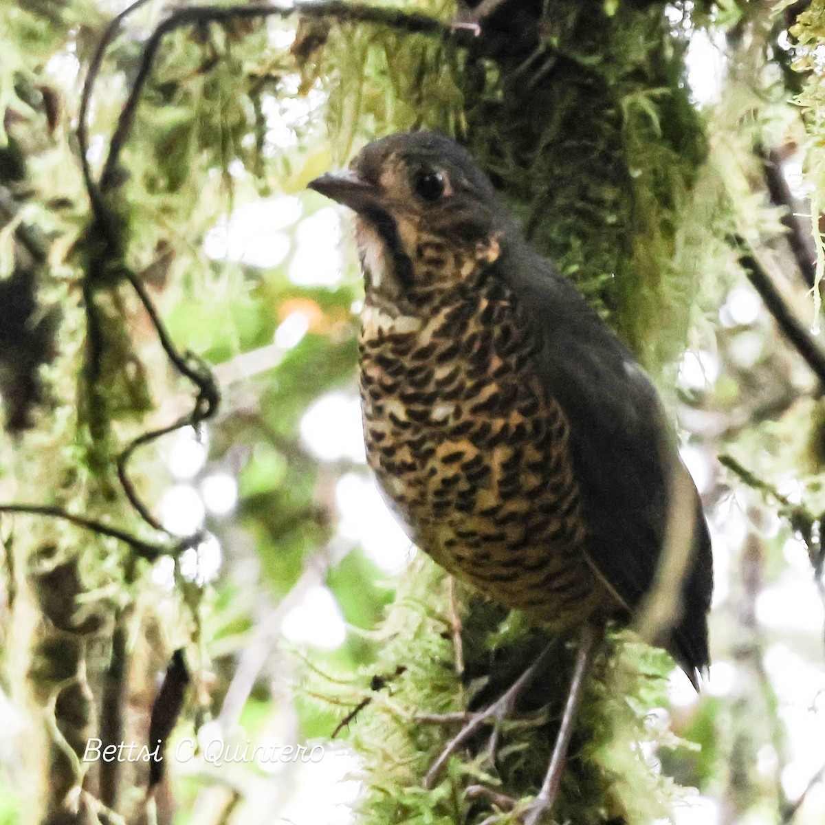 Undulated Antpitta - ML632932295
