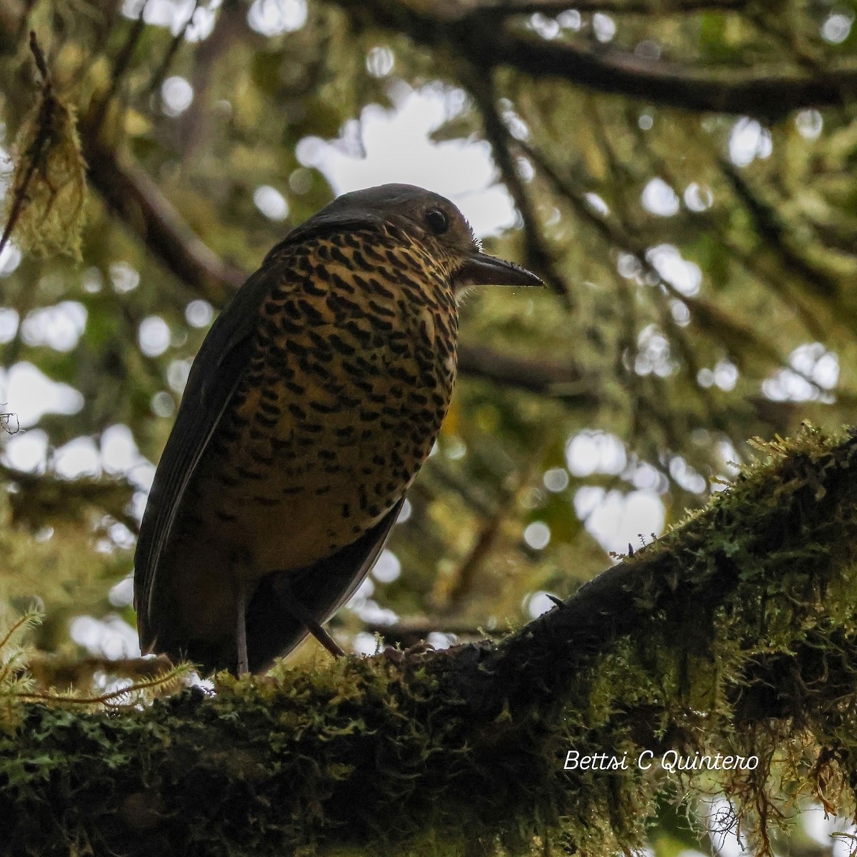 Undulated Antpitta - ML632932296