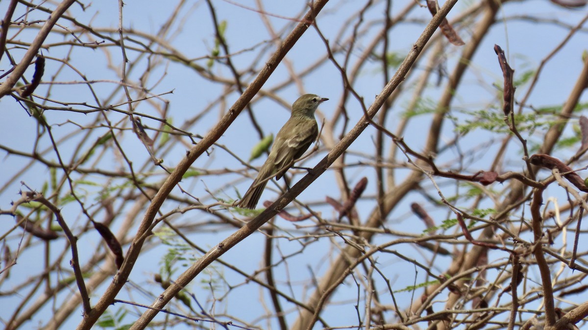Mouse-colored Tyrannulet (Northern) - ML632932316