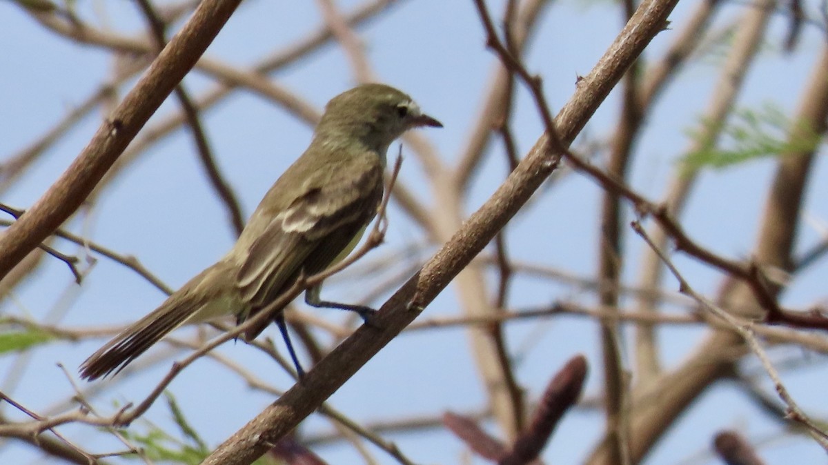 Mouse-colored Tyrannulet (Northern) - ML632932323