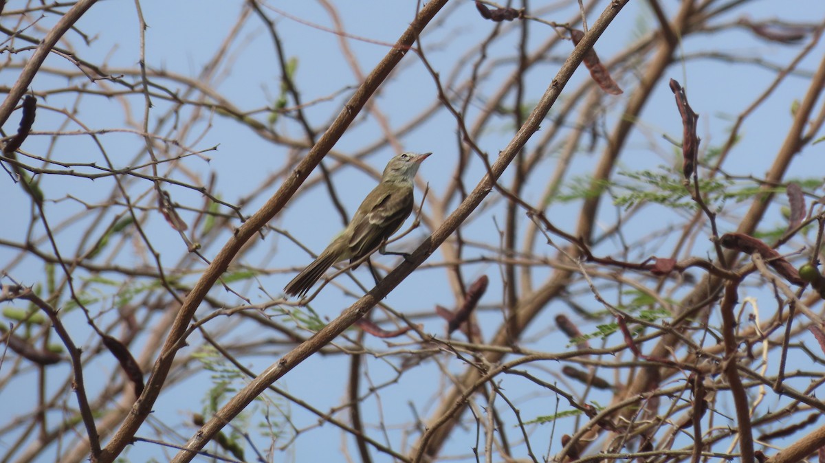 Mouse-colored Tyrannulet (Northern) - ML632932324