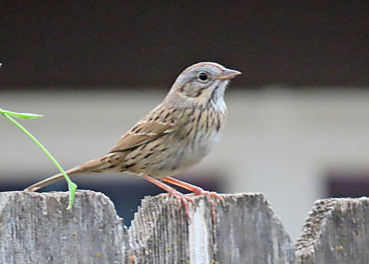 Lincoln's Sparrow - ML632932382