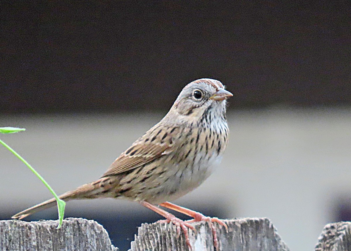 Lincoln's Sparrow - ML632932387