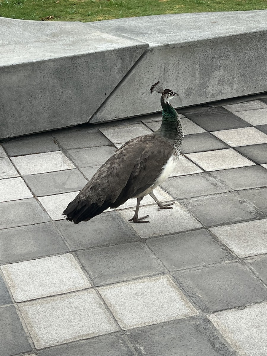 Indian Peafowl - ML632932470