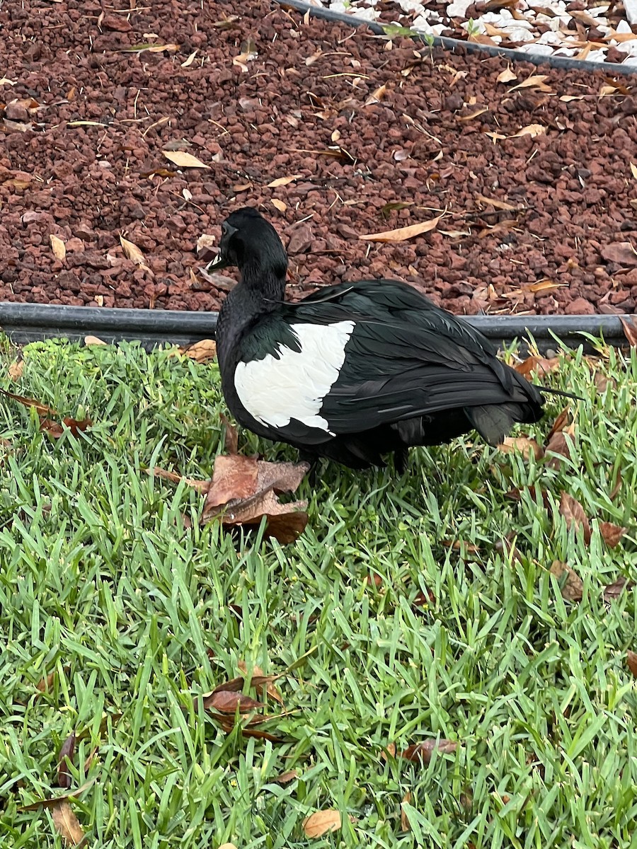 Muscovy Duck (Domestic type) - ML632932489