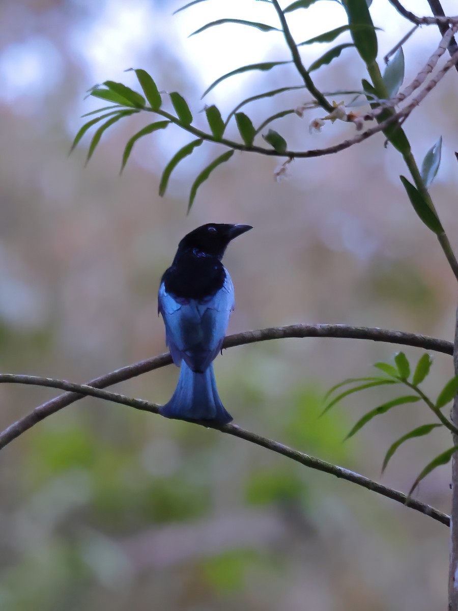 Short-tailed Drongo - ML632932572