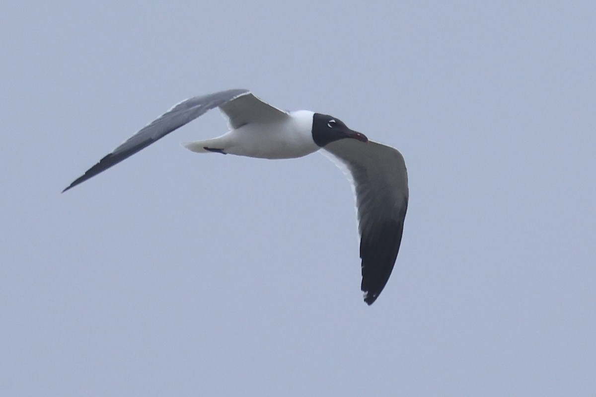 Laughing Gull - ML632932604