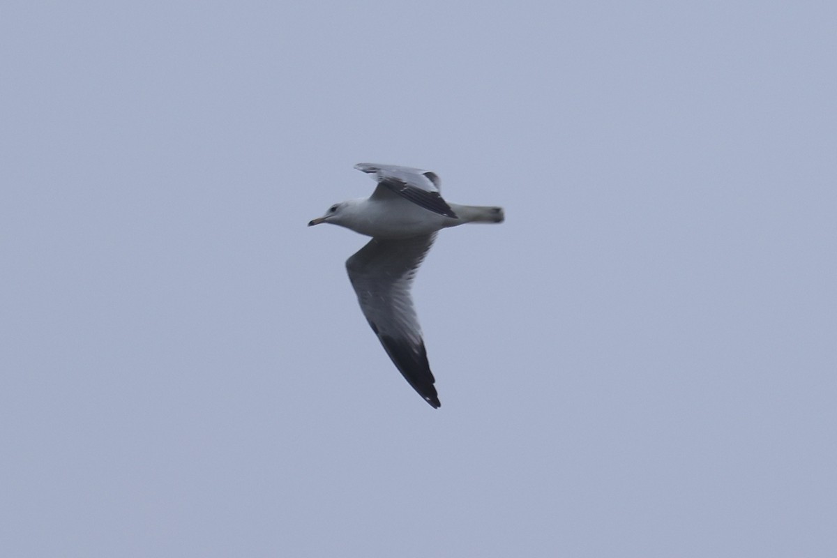 Ring-billed Gull - ML632932622