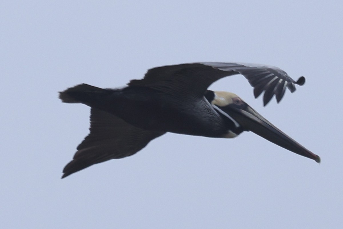Brown Pelican - ML632932632
