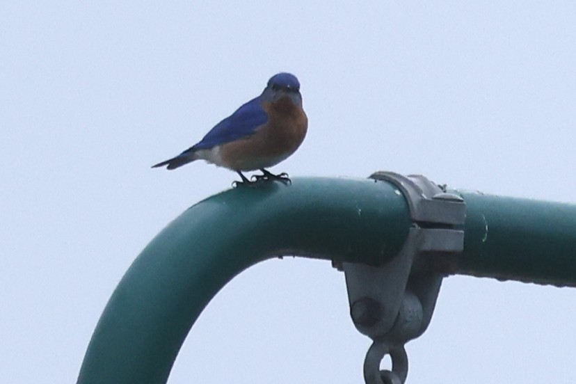 Eastern Bluebird - ML632932641