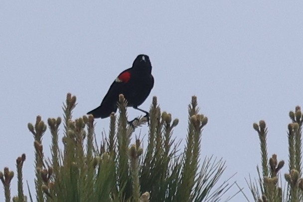 Red-winged Blackbird - ML632932653
