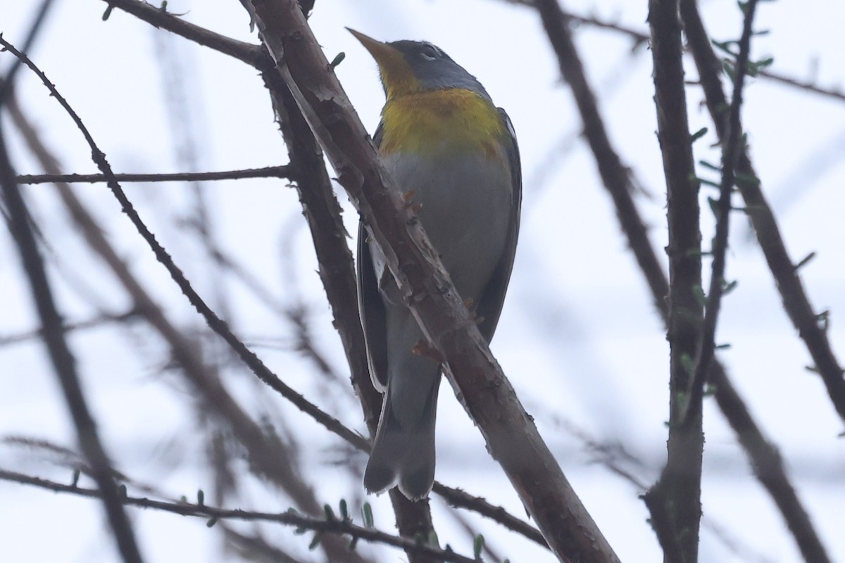 Northern Parula - ML632932658