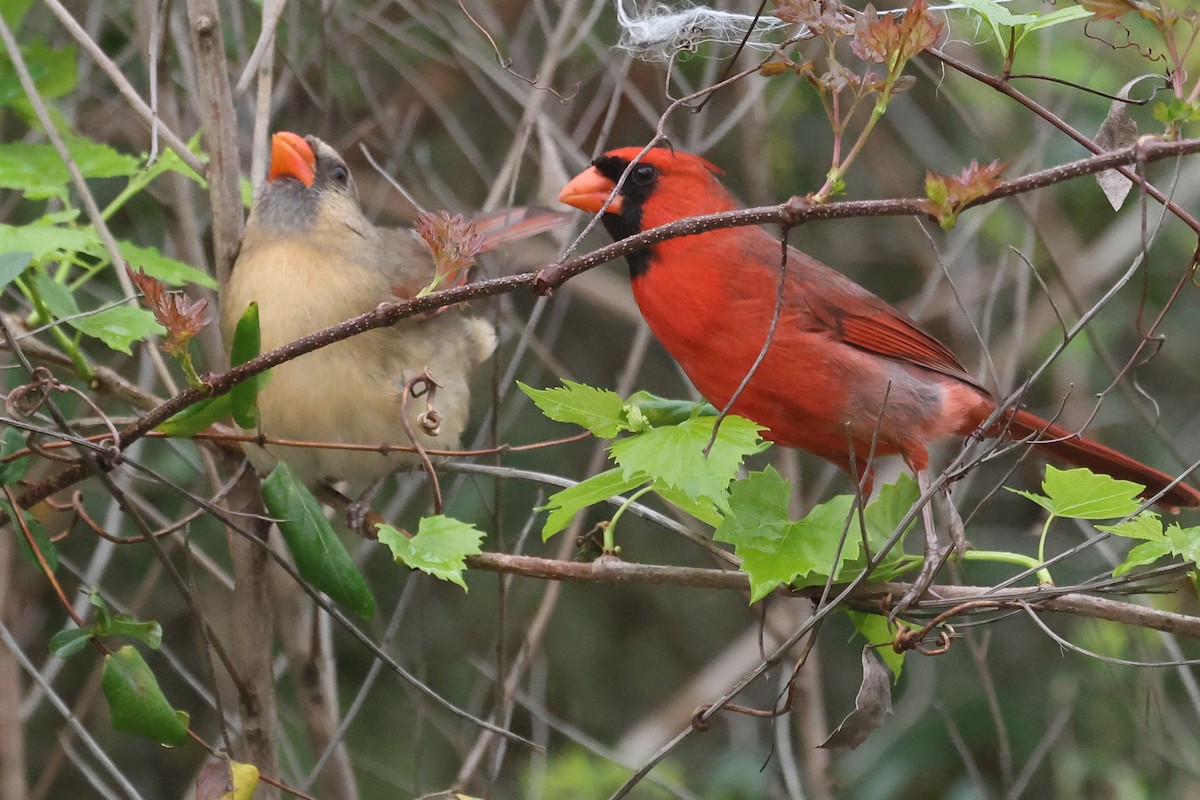 Northern Cardinal - ML632932663