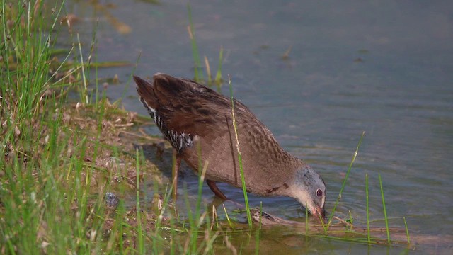 Virginia Rail - ML632933047