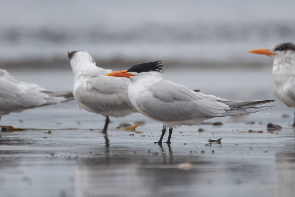 Royal Tern - John Callender