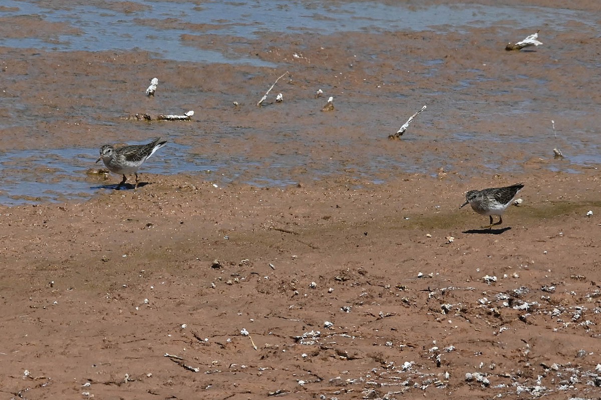Least Sandpiper - ML632933133