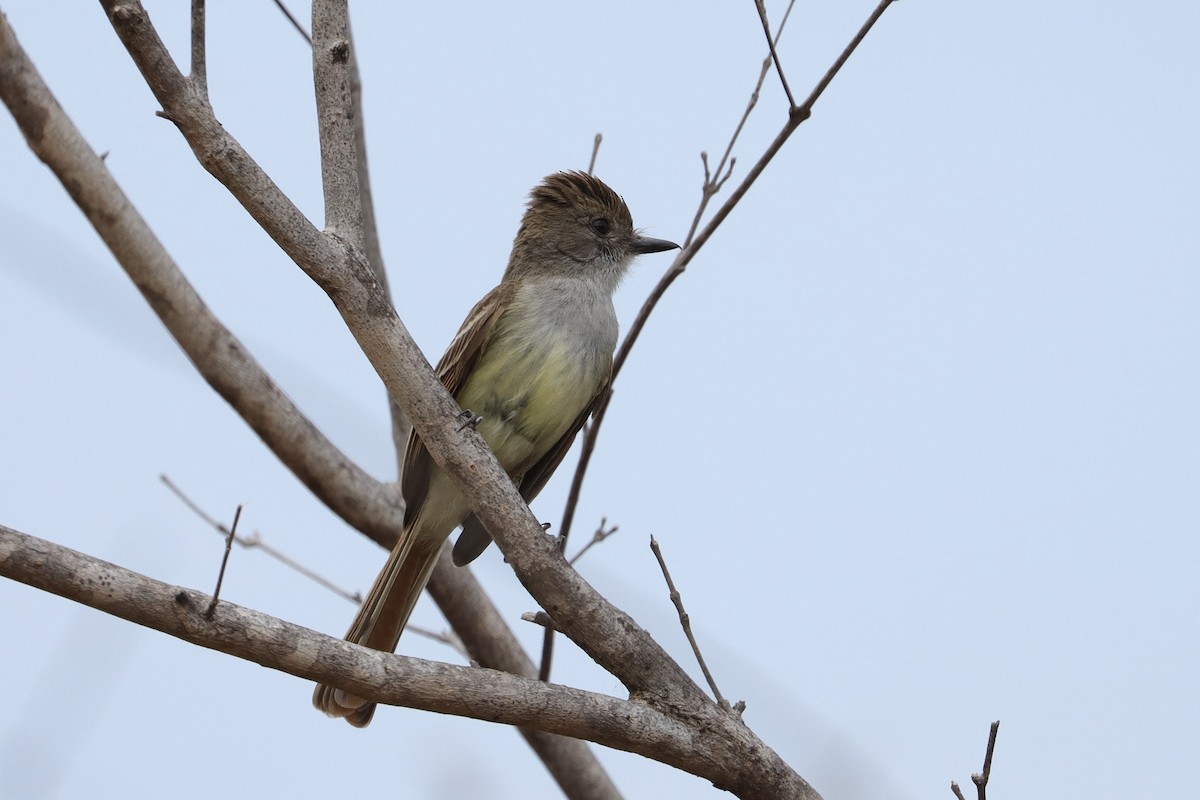 Nutting's/Salvadoran Flycatcher - ML632933366