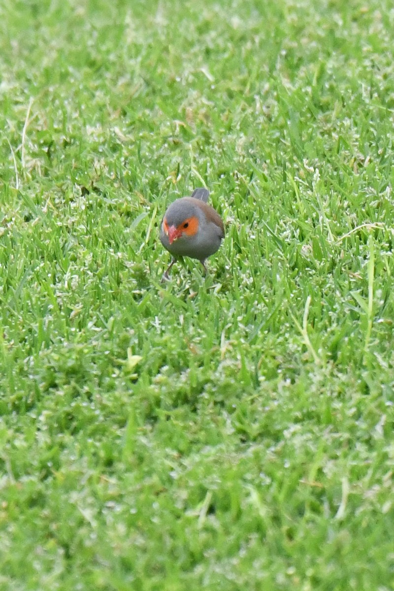 Orange-cheeked Waxbill - ML632933385