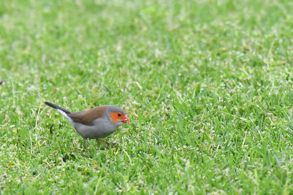 Orange-cheeked Waxbill - ML632933386