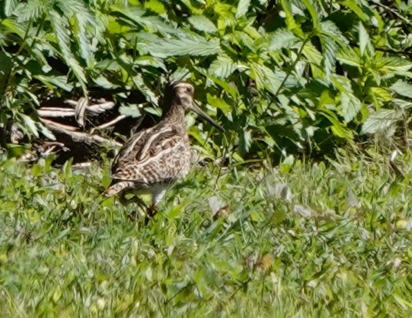 Swinhoe's/Pin-tailed Snipe - ML632933596