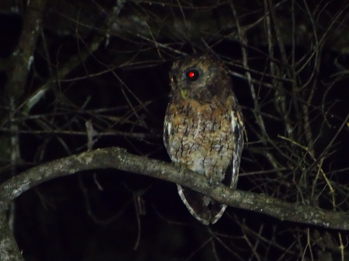 Black-capped Screech-Owl - ML632933628